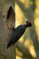Datel cerny - Dryocopus martius - Black Woodpecker 1965